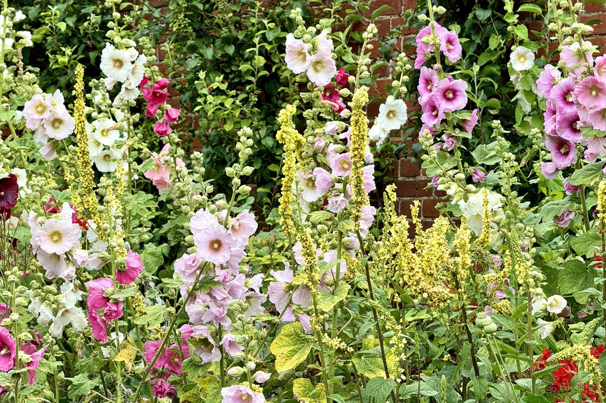 A magnificent display of hollyhocks in Saffron Walden’s Bridge End Garden Walled Garden.
<a href="/GardenBridgeEnd/">Bridge End Garden</a>
<a href="/swtic/">Saffron Walden TIC</a> <a href="/Saffronwaldentc/">Saffron Walden Town Council</a>
<a href="/UttlesfordDC/">Uttlesford DC</a> <a href="/SafWaldInitiat/">SWInitiative</a> <a href="/DUttlesford/">Discover Uttlesford</a>
<a href="/VisitEssex/">Visit Essex</a> <a href="/swaldenreporter/">Saffron Walden Reporter</a> @arcldp #SaffronWalden #Essex #hollyhocks