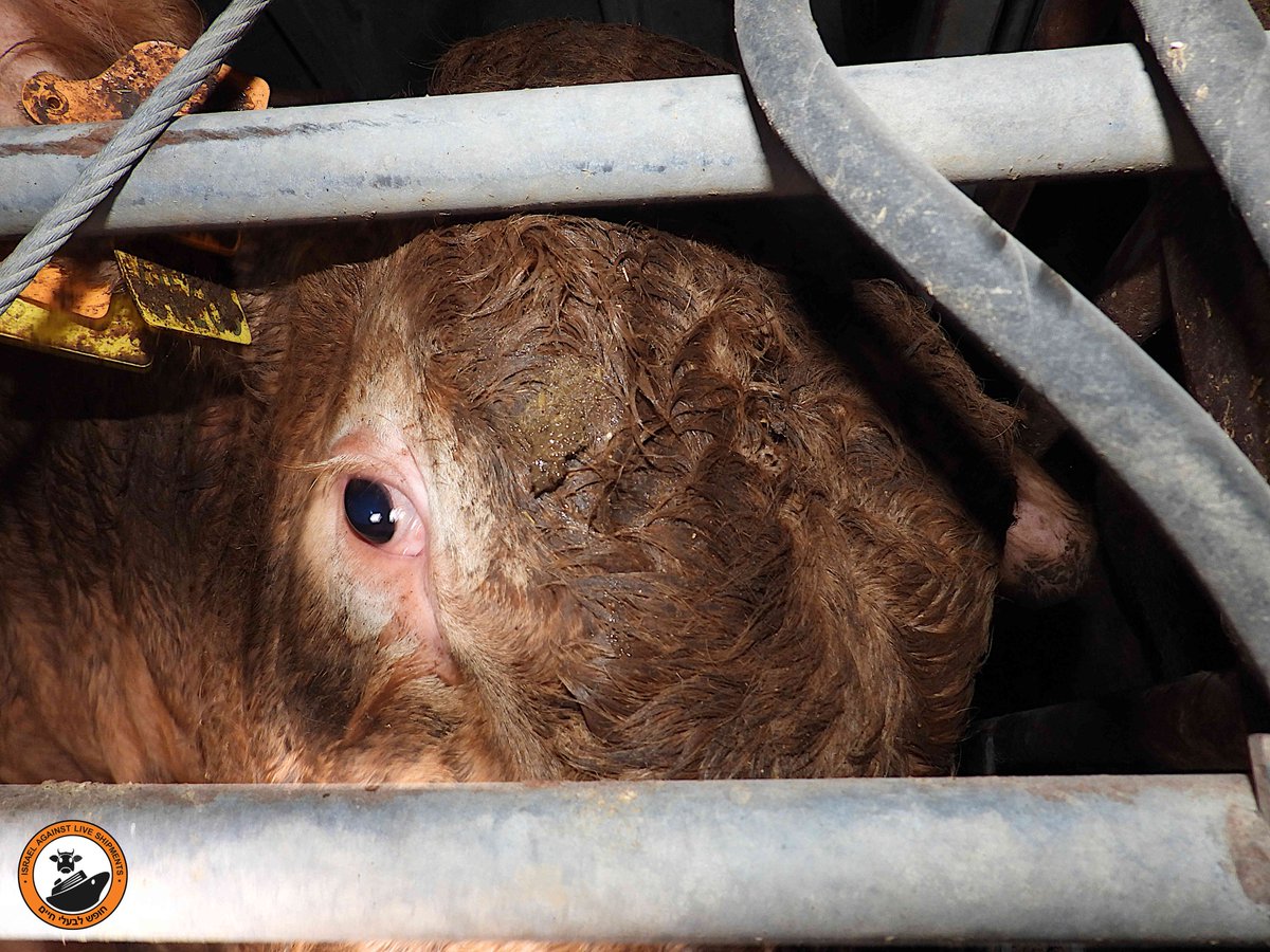 The shipment of bulls arrived at Haifa port yesterday. Nasal discharge, ringworm, blindness (caused by ammonia), clammy because of the heat, covered in faeces. One bull has horns, which is illegal, but most of these shipments breach legislation
More to follow...
#EnoughIsEnough