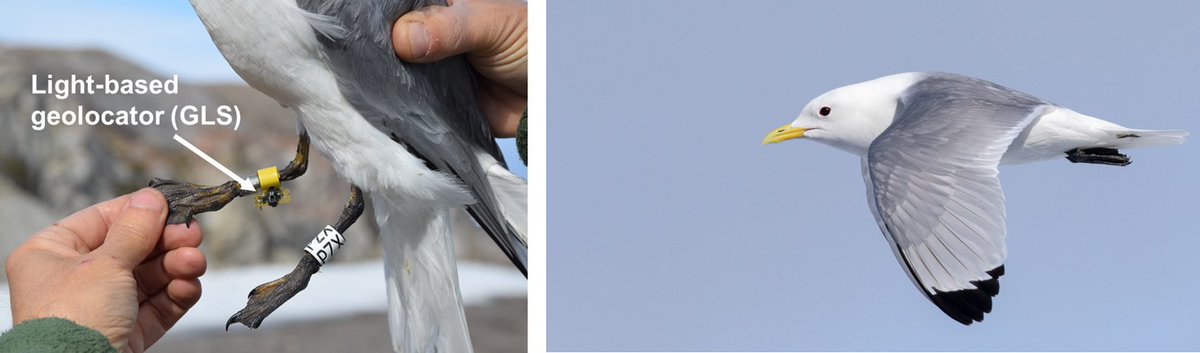 Ecophy (@ecophy_cebc) on Twitter photo New paper #EnvSciTech! Combining biologging & ecotoxicology reveals that migratory seabirds can act as biovectors of PFAS to the Arctic! doi.org/10.1021/acs.es…
<a href="/CEBC_ChizeLab/">CEBC/ChizéLab</a> @_IPEV <a href="/SeatrackScience/">SEATRACK project</a> <a href="/UnivLaRochelle/">La Rochelle Université</a> <a href="/mcgillu/">McGill University</a> <a href="/NINAnature/">NINAnature</a> @NorskPolar @NILU_now New paper #EnvSciTech! Combining biologging & ecotoxicology reveals that migratory seabirds can act as biovectors of PFAS to the Arctic! doi.org/10.1021/acs.es…
<a href="/CEBC_ChizeLab/">CEBC/ChizéLab</a> @_IPEV <a href="/SeatrackScience/">SEATRACK project</a> <a href="/UnivLaRochelle/">La Rochelle Université</a> <a href="/mcgillu/">McGill University</a> <a href="/NINAnature/">NINAnature</a> @NorskPolar @NILU_now