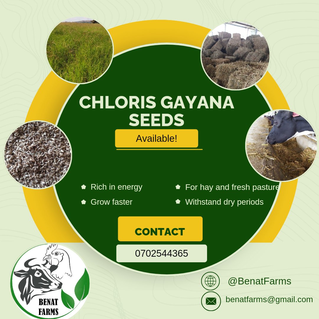 BenatFarms's tweet photo. Dear farmers,
The planting season for our livestock pastures/feeds is knocking at the door. We got your back in as far as quality pasture seeds and vegetative planting materials for all pastures are concerned 
We bring to you quality Chloris gayana seeds at affordable prices. https://t.co/E7wI5EeLb2