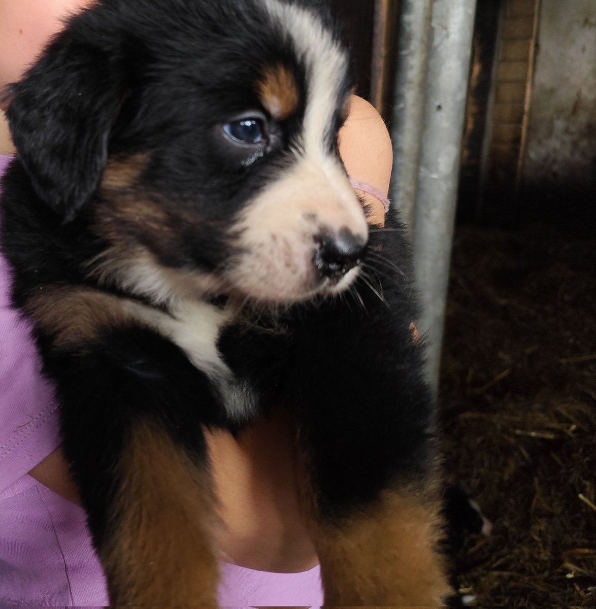 C Evolution tweet media