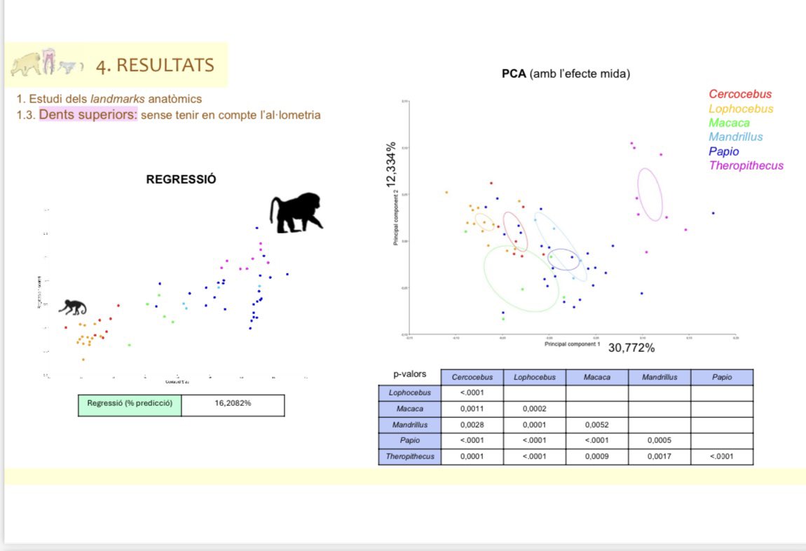 PaleoBaboon Research Project (@paleobaboon) on Twitter photo Berta Ruesca, l’estudiant del projecte <a href="/paleobaboon/">PaleoBaboon Research Project</a> va defensar el seu TFG sobre morfologia dental en 3D y dieta de Papionini actuals y T.oswaldi de Koobi Fora (Kenya) d’1,7 ma!
Gràcies per tota la feina al llarg d’aquest curs! 🐒🦷 Berta Ruesca, l’estudiant del projecte <a href="/paleobaboon/">PaleoBaboon Research Project</a> va defensar el seu TFG sobre morfologia dental en 3D y dieta de Papionini actuals y T.oswaldi de Koobi Fora (Kenya) d’1,7 ma!
Gràcies per tota la feina al llarg d’aquest curs! 🐒🦷