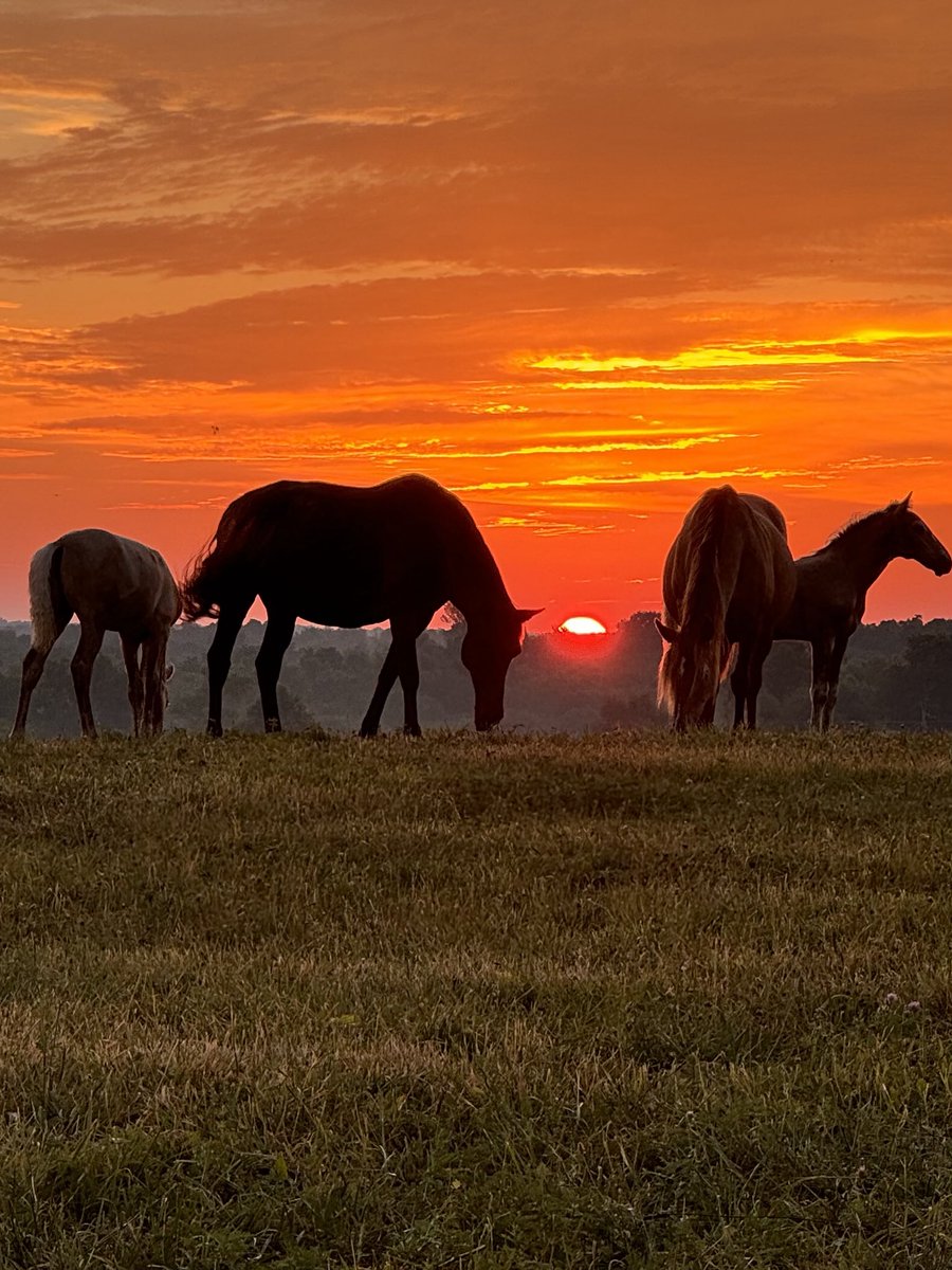BluegrassScenes's tweet image. Morning in Kentucky, by @mcclanahanjanet