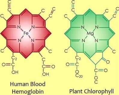 <a href="/Rainmaker1973/">Massimo</a> Chlorophyll and human blood have a similar molecular structure, except for the central element which is iron (FE) for human blood and magnesium for plants.