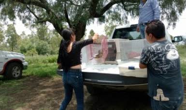 El 1 de julio advertirmos que <a href="/SEMARNAT_mx/">SEMARNAT México</a> ponía en riesgo la vida de los monos saraguatos que prácticamente les arrebató a <a href="/CobiusAC/">COBIUS A.C.</a> para llevárselos al CIVS Los Reyes, hoy lamentamos que ya hay al menos una baja resultado de la cerrazón de una persona por encima de su bienestar