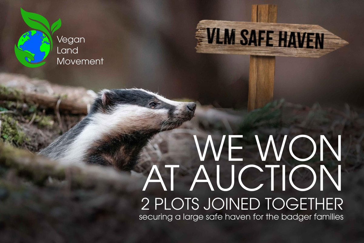 VLandMovement's tweet photo. 💥BREAKING NEWS 💥

The Vegan Land Movement 💥JUST WON 💥 the adjacent land at auction.

The badger families will now have over 15 acres where they cannot be hunted or culled.

For 15 yrs the sabs have defended these badgers 🦡

Thank you to all who made this happen 🙏

#Badger https://t.co/sw5cliDhPs
