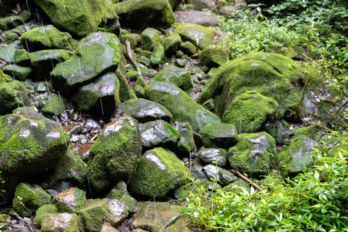 YeHangHarry's tweet image. Time to share some old pic I forgot it&apos;s there.
rock with heavy moss
environment reference 
#EnvironmentArt #TextureReference 
good night🌙