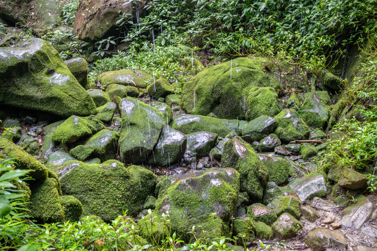 YeHangHarry's tweet image. Time to share some old pic I forgot it&apos;s there.
rock with heavy moss
environment reference 
#EnvironmentArt #TextureReference 
good night🌙