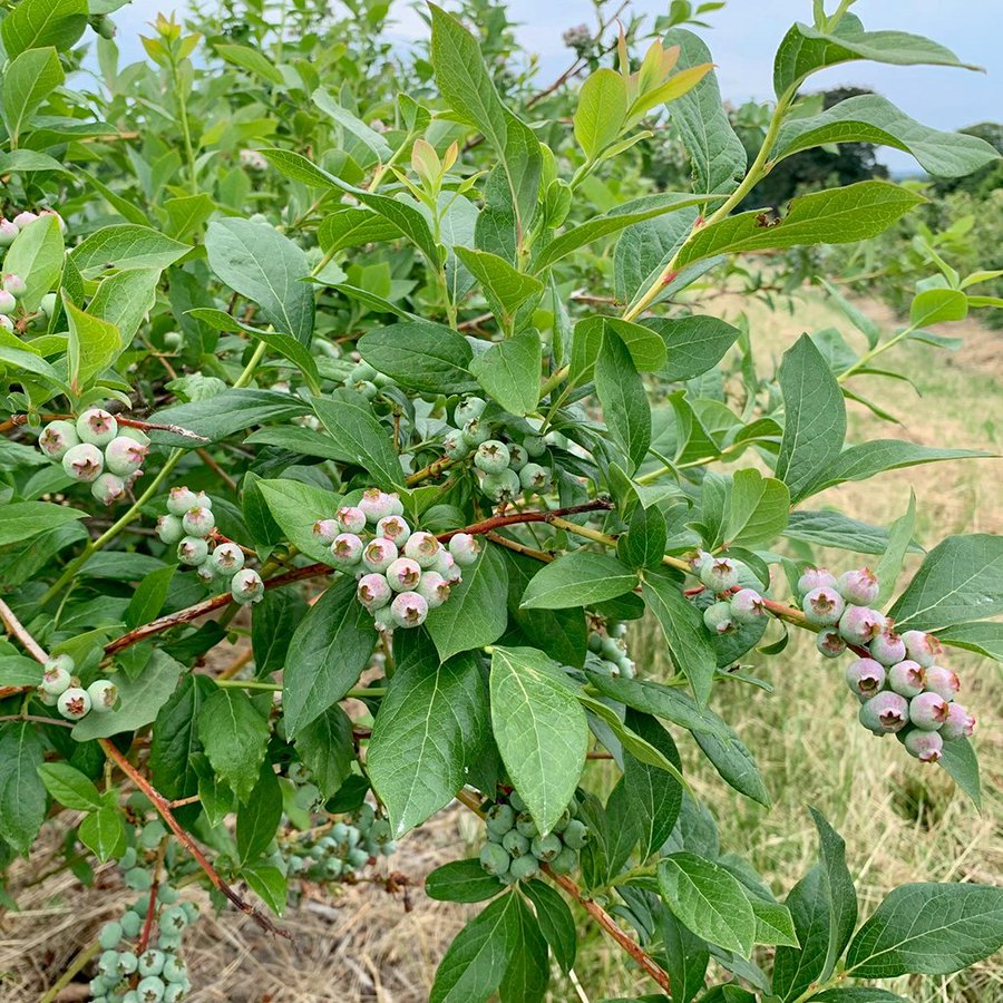 Concerned about spotted-wing drosophila in your #bushberries? Spray Danitol #insecticide directed to the soil to control insects present on fallen berries. bit.ly/3NSlFcM