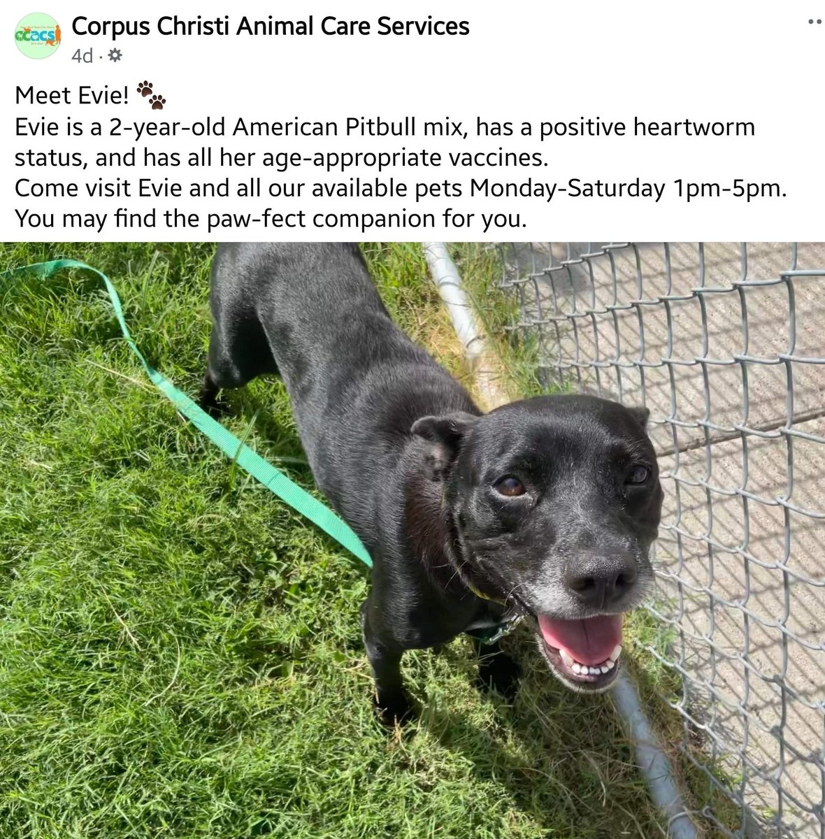 beeleevitonly's tweet photo. 🆘️📣URGENT 📣EVIE #A342140 has made the news at #CorpusChristiACS #TX, featured on their FB page, but #TBK💉☠️ 7/22 for space😡😭
Pks #RescueVillage help prevent this egregious act by RT, #pledgeForRescue #AdoptDontShop
📧livereleaseteam@cctexas.com #LocalFoster https://t.co/TjHHrWxzwL
