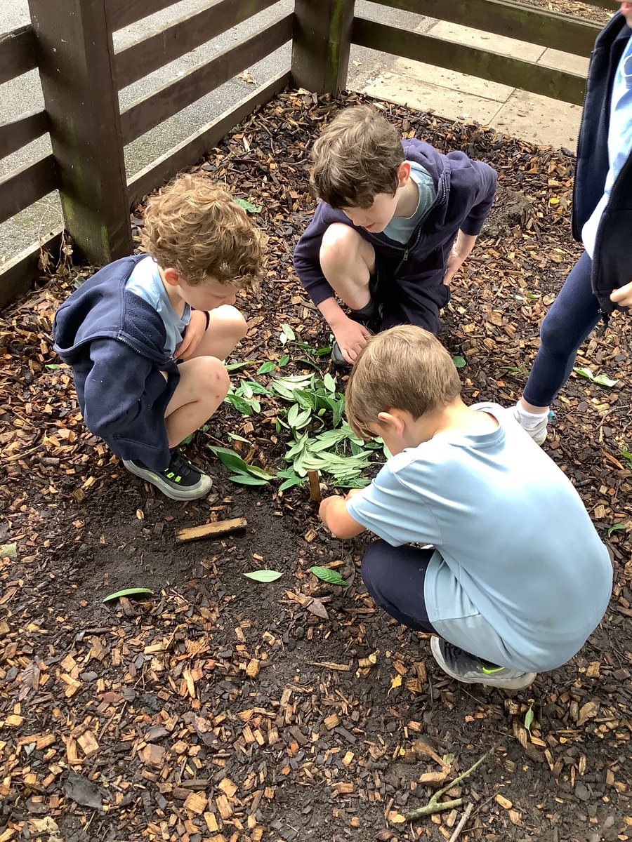 GPSYear1's tweet photo. Today in Science we used natural materials to build a home for an animal. We investigated whether we could make it waterproof or not by the materials we chose for the home. @greenparkschool @kapowprimary #gpsscience https://t.co/tSPw4dEuxH