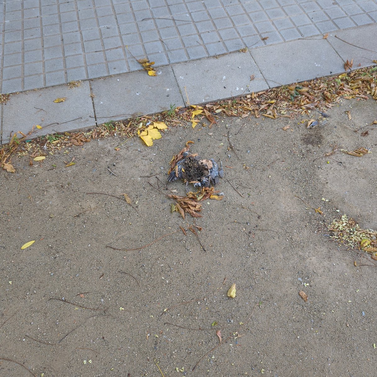 Eixelebrat's tweet photo. @granollers bona tarda, a la plaça de davant del carrer Sant plàcid, 22 fa dies que hi ha un colom mort. Podríeu avisar perquè el recullin, si us plau? Hi ha un parc infantil i l'escola lledoner al costat. Gràcies https://t.co/J7urIG8Y37