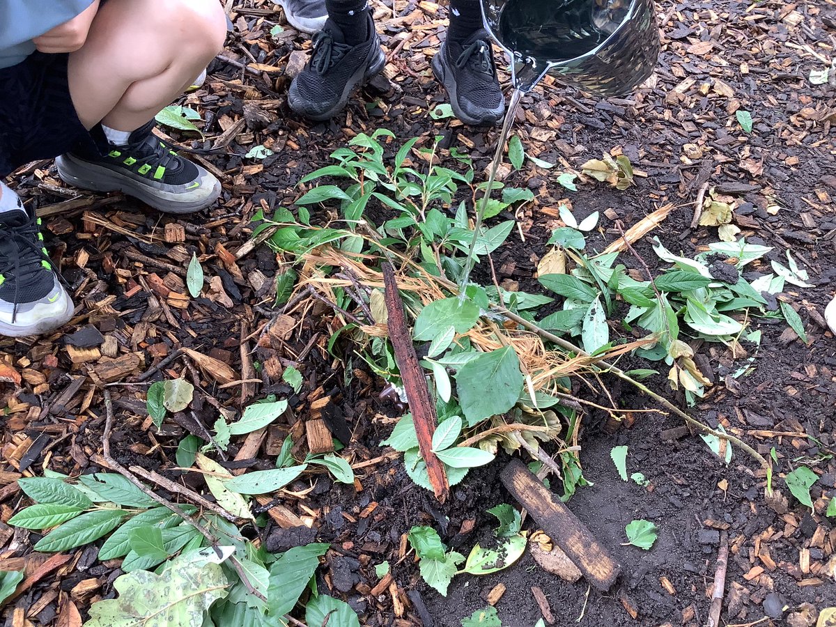GPSYear1's tweet photo. Testing out whether our animal homes were waterproof! @greenparkschool #gpsscience https://t.co/NGhILrWYFz