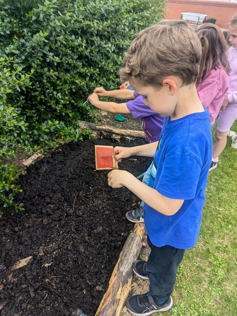 ArchibaldFirst's tweet image. We are #AFSplanetprotectors in Y1. Today we have been preparing the ground and planting the seeds for our wildflower garden on our quest to save the bees! A huge thank you to the PTFA JustBeeHoney and @38dregrees for sending us the seeds. #seedsforbees #AFSpshe #AFScaring