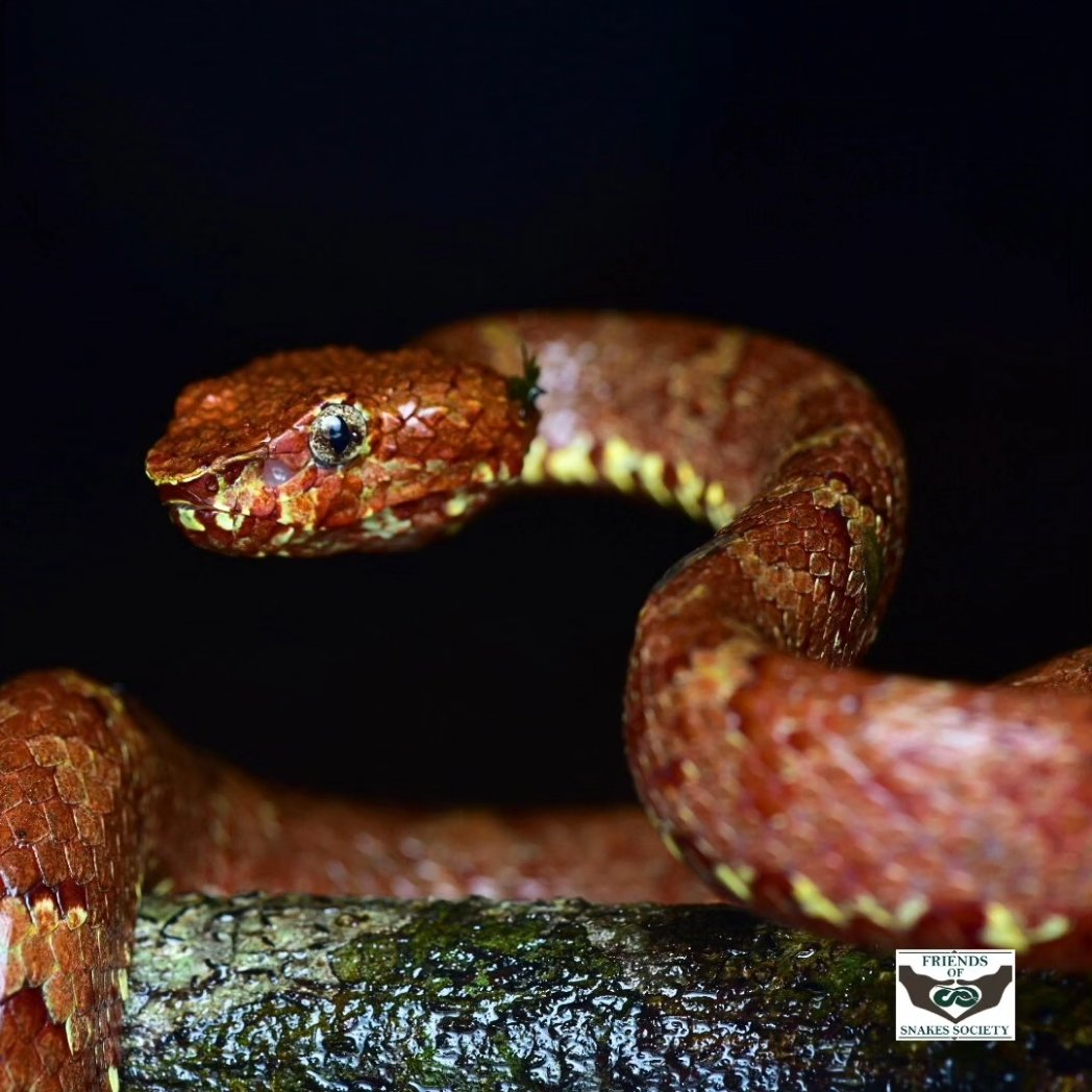 Friends of Snakes tweet media