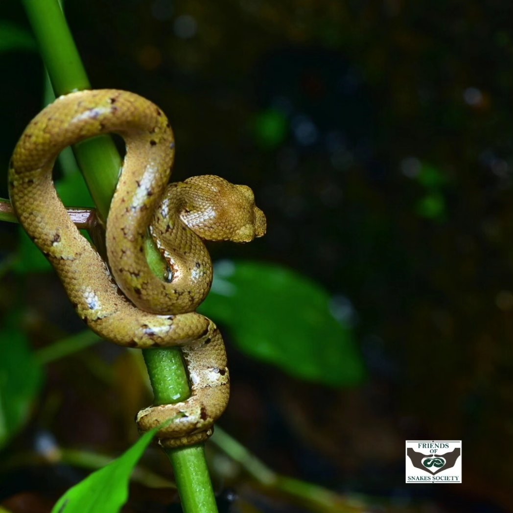 Friends of Snakes tweet media
