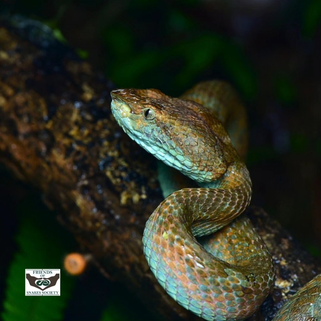 Friends of Snakes tweet media
