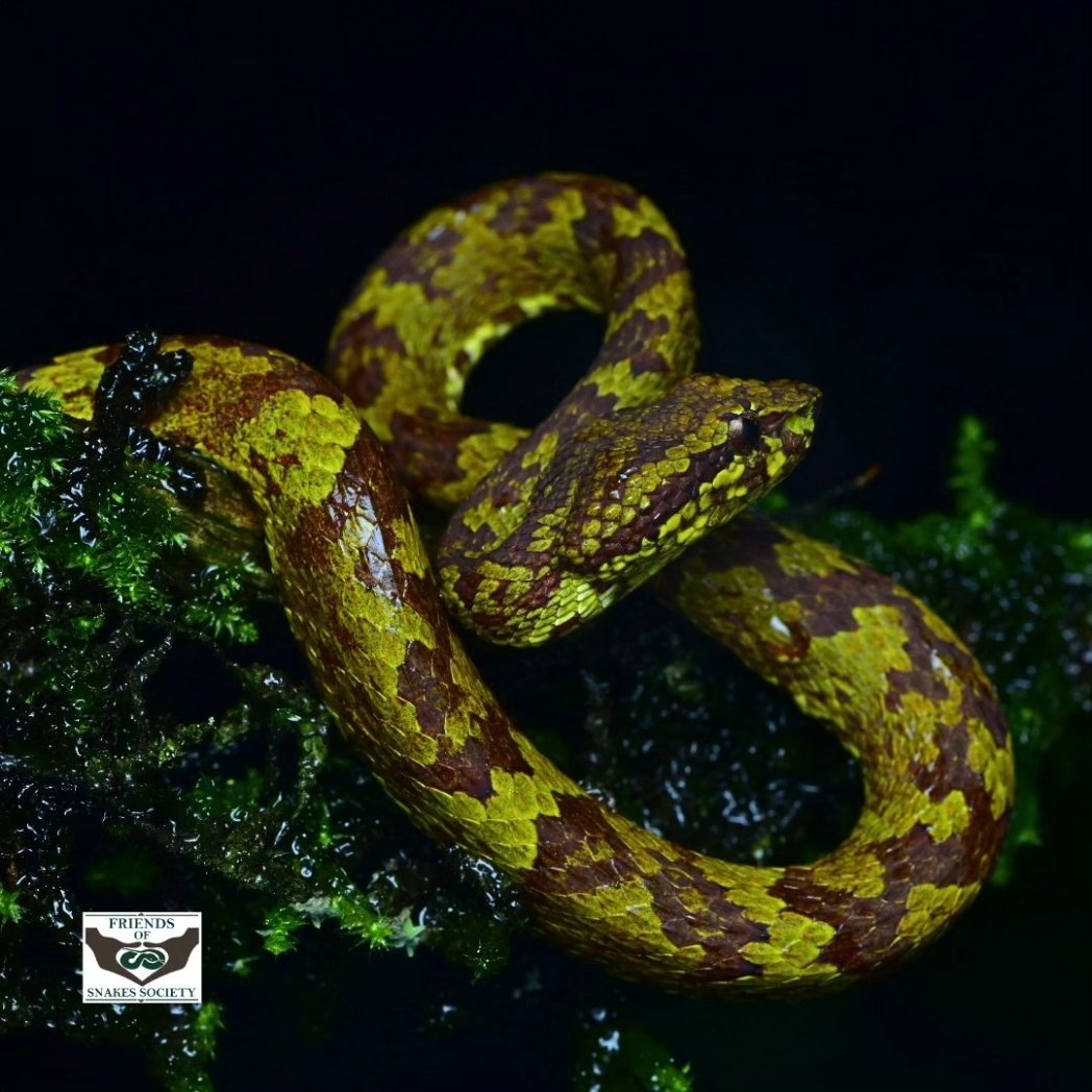 Friends of Snakes tweet media