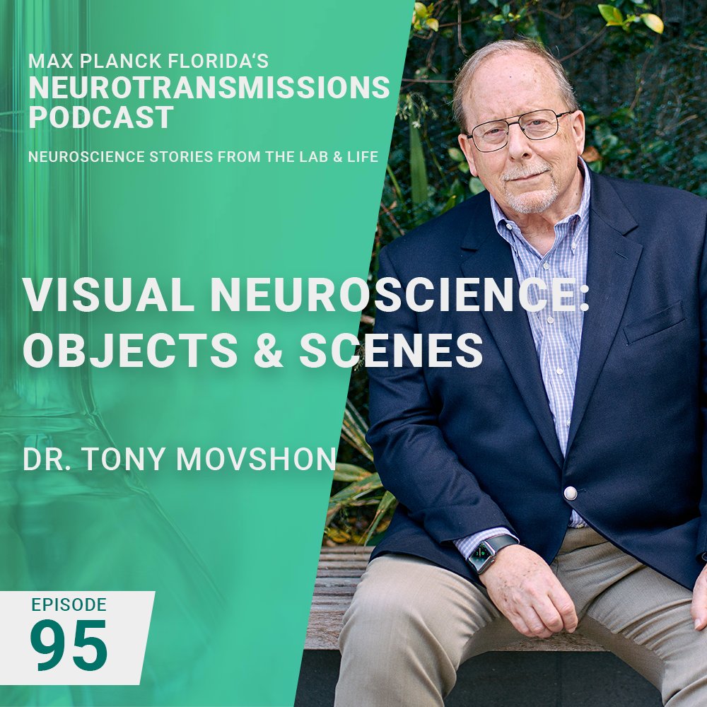 Max Planck Florida Institute for Neuroscience (@mpfneuro) on Twitter photo Neurotransmissions Podcast Ep. 95 is out! NYU Prof. <a href="/TonyMovshon/">Tony Movshon</a> delves into the intricate world of visual neuroscience, exploring how our brains perceive objects and scenes. 🎧🧠
Listen on all podcast platforms, and YT: youtu.be/dexuXLIuiA0
#VisualNeuroscience #BrainScience Neurotransmissions Podcast Ep. 95 is out! NYU Prof. <a href="/TonyMovshon/">Tony Movshon</a> delves into the intricate world of visual neuroscience, exploring how our brains perceive objects and scenes. 🎧🧠
Listen on all podcast platforms, and YT: youtu.be/dexuXLIuiA0
#VisualNeuroscience #BrainScience