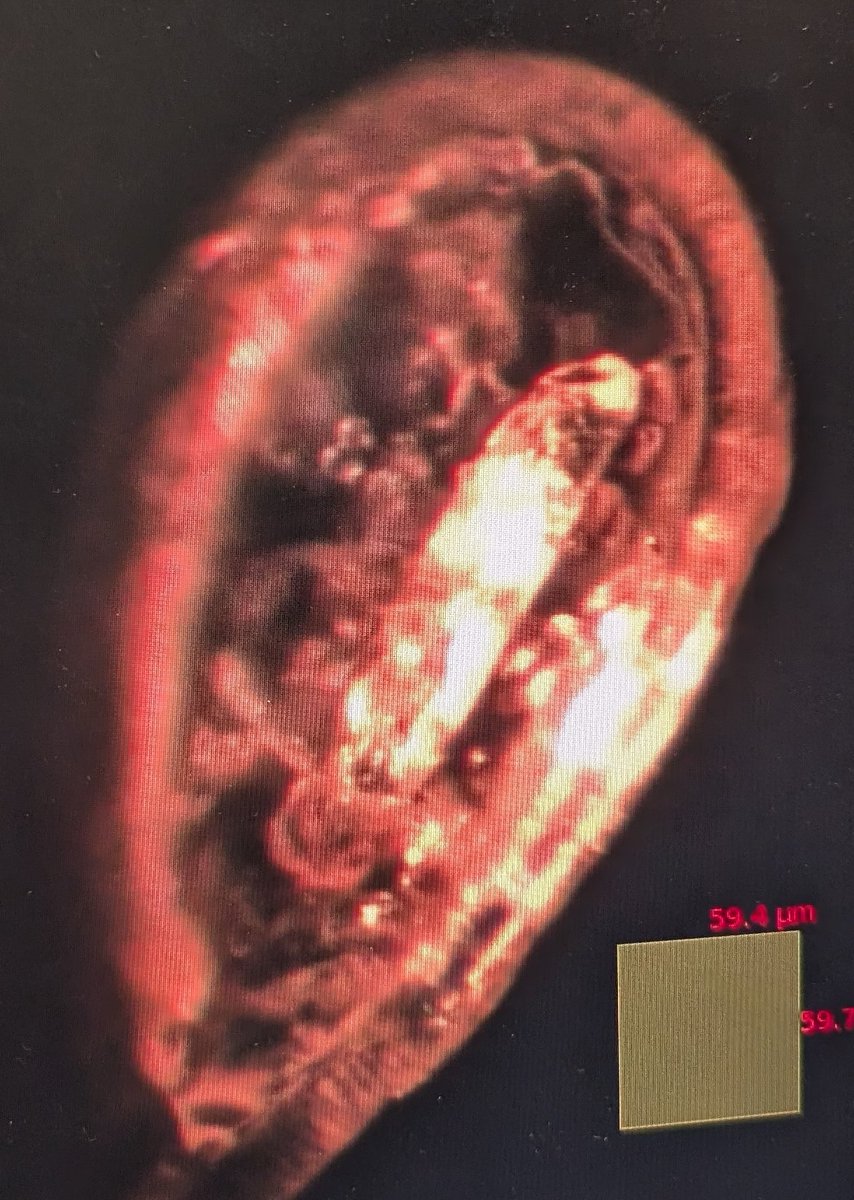 Sam Horrell 🗿 tweet media