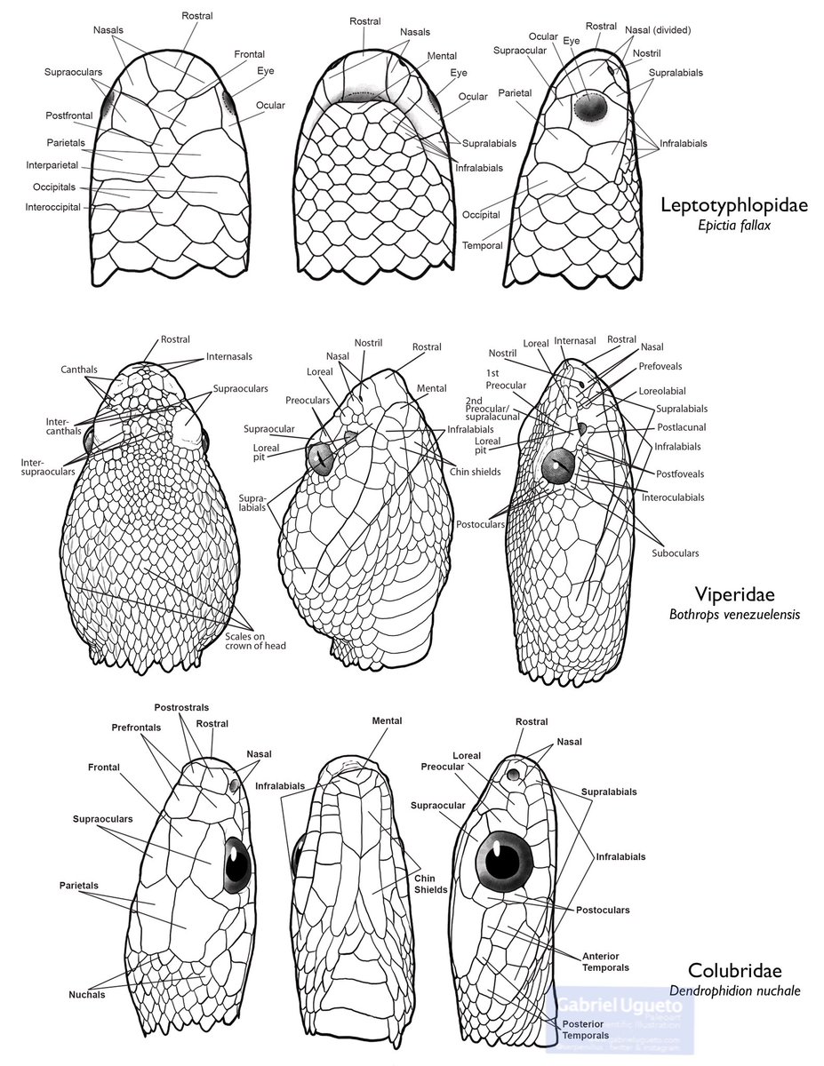 SerpenIllus's tweet photo. #WorldSnakeDay The names of the scales https://t.co/gJyx8ptUKC