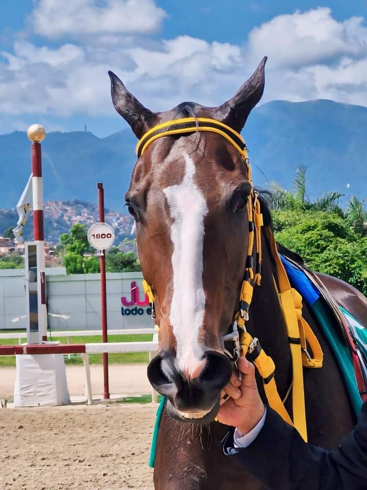 blindadosalas1's tweet photo. #Hipismo Este 14/07/2024 TEQUILA volvió por lo suyo y con una gran conducción de JAIME LUGO #ElPocho ganó el #ClásicoArmadaNacional con un excelente 95⅗ en la milla. Primera en 2024 de la Campeona del Caribe. Presentó DAVID PALENCIA @David_Hipico1 para el #StudMM 📷 @josearay https://t.co/MfJ6BeCioN