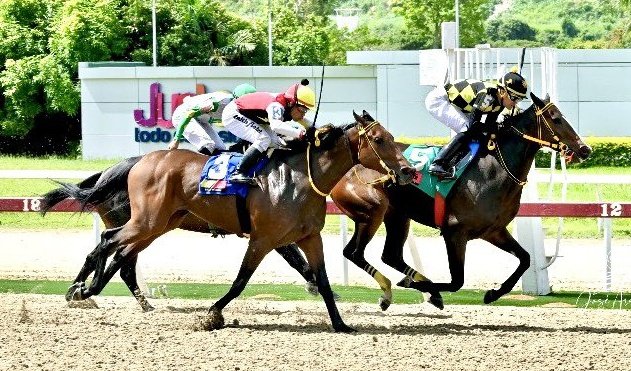 blindadosalas1's tweet photo. #Hipismo Este 14/07/2024 TEQUILA volvió por lo suyo y con una gran conducción de JAIME LUGO #ElPocho ganó el #ClásicoArmadaNacional con un excelente 95⅗ en la milla. Primera en 2024 de la Campeona del Caribe. Presentó DAVID PALENCIA @David_Hipico1 para el #StudMM 📷 @josearay https://t.co/MfJ6BeCioN