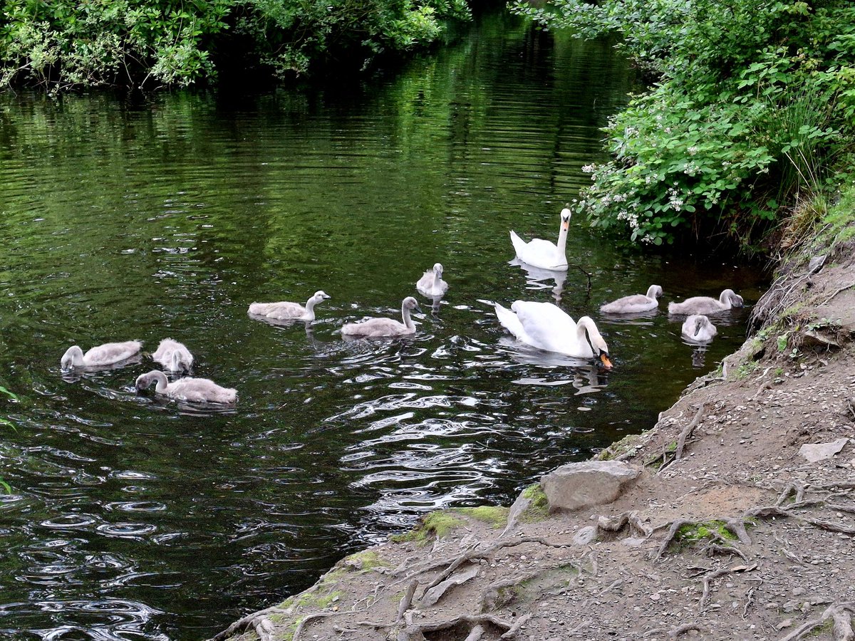 jakedundee's tweet image. #Adenpark #Mintlaw #Peterhead #Scotland #Swans #Cygnets