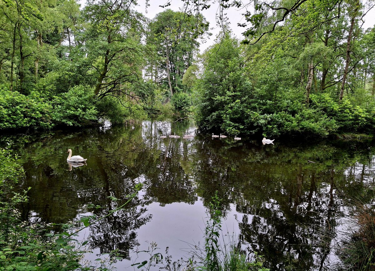 jakedundee's tweet image. #Adenpark #Mintlaw #Peterhead #Scotland #Swans #Cygnets