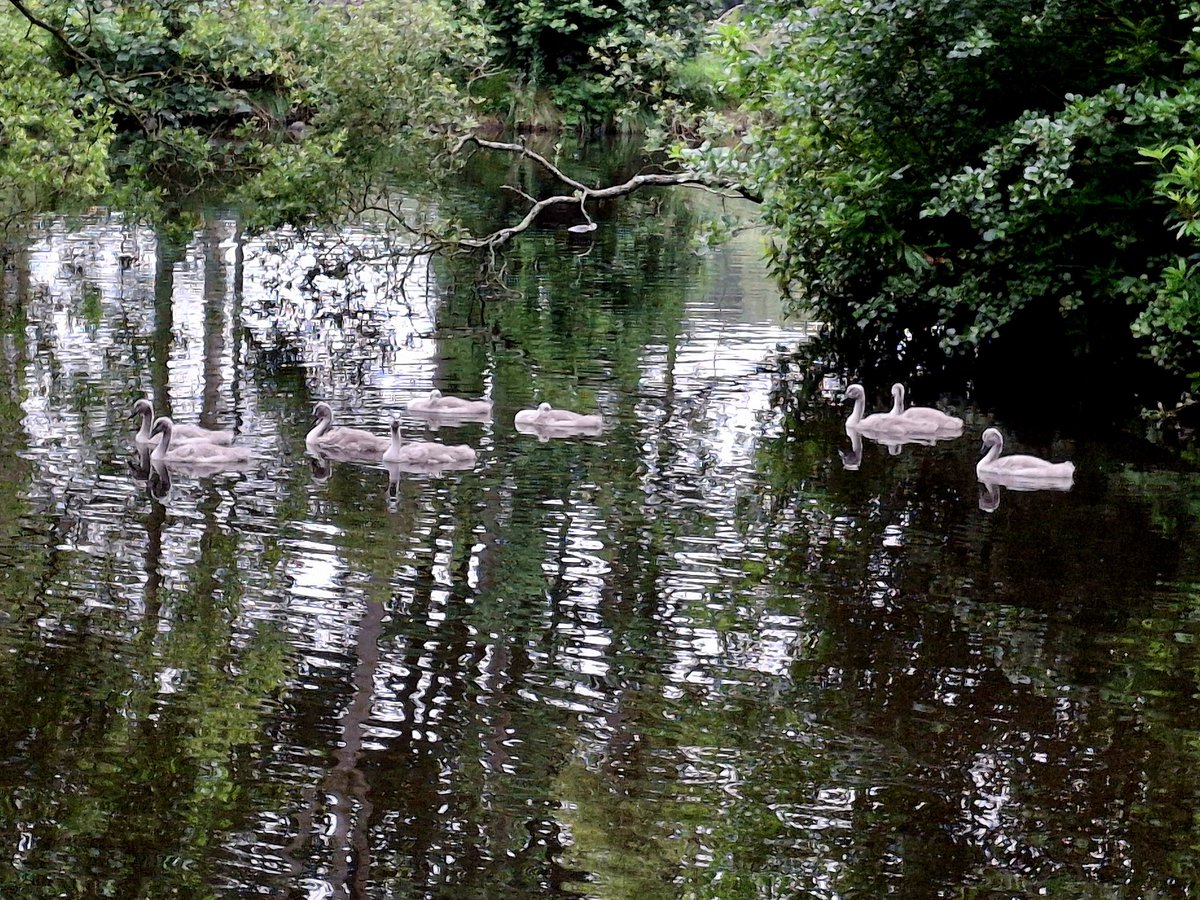 jakedundee's tweet image. #Adenpark #Mintlaw #Peterhead #Scotland #Swans #Cygnets