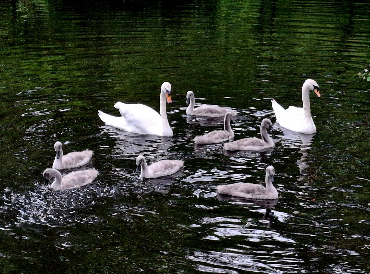 jakedundee's tweet image. #Adenpark #Mintlaw #Peterhead #Scotland #Swans #Cygnets