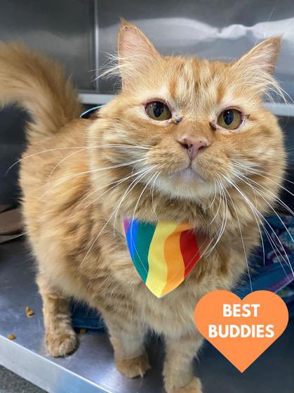 SoftSide1's tweet photo. Two for Tuesday: Adopt senior best buddies Starling and Sparrow in foster with @BARCS_SHELTER here in Baltimore! These adorable orange boys are sweet and loving 🧡 both are FeLV+ and FIV+ so could use some extra TLC. Give them a home or please RT! (More info in the next tweet) 1/ https://t.co/8CbJO8LFff