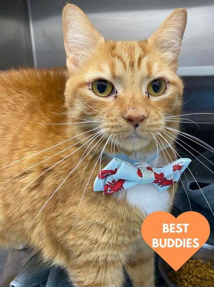 SoftSide1's tweet photo. Two for Tuesday: Adopt senior best buddies Starling and Sparrow in foster with @BARCS_SHELTER here in Baltimore! These adorable orange boys are sweet and loving 🧡 both are FeLV+ and FIV+ so could use some extra TLC. Give them a home or please RT! (More info in the next tweet) 1/ https://t.co/8CbJO8LFff