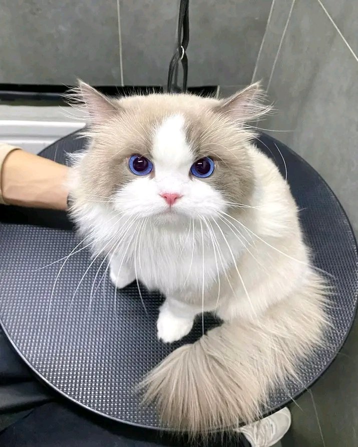 nocontextscats's tweet photo. fluff https://t.co/EPbPMHN9as