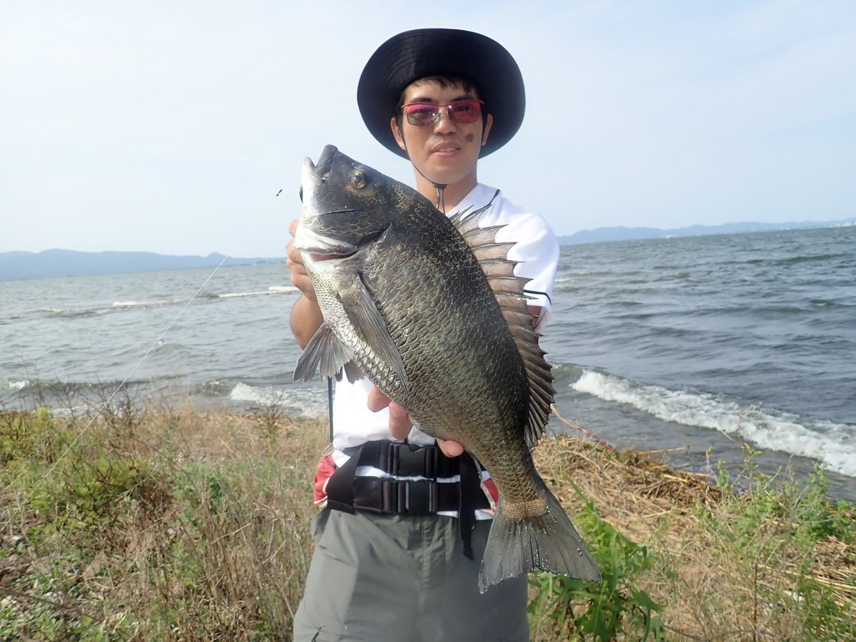 SHINGOTHREE's tweet photo. なっさんと中海チニング！
いやー良く釣るなー！！
良い勉強になりました！！😊😊😊
ってことで、ボトルシュリンプ2.4inがはまってくれたそんな日でした！！ https://t.co/4YaQ3LtRjC