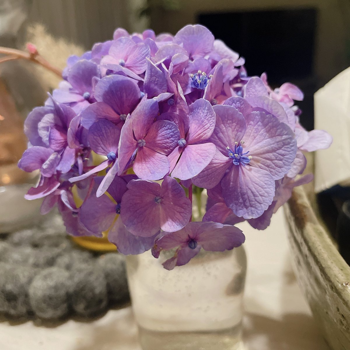 ema_07m's tweet photo. もらった紫陽花
とても綺麗☂️ https://t.co/wye55DU6qh