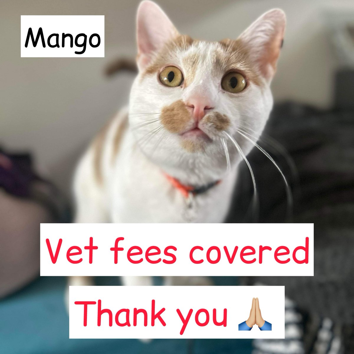 interdogrescue's tweet photo. You’ve DONE IT AGAIN! Thanks to your generosity and kind heart, Mango’s teeth extraction bill HAS BEEN COVERED and he can now have a PAIN-FREE life! Thank you for your HELP and SUPPORT. We all truly appreciate it! #rescuecat #catinneed #IDR #TeamZay https://t.co/5BzEigLAix