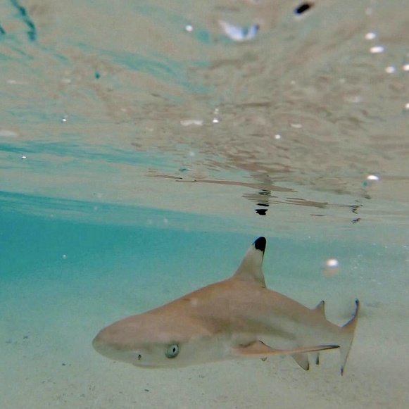 Baby blacktip reef shark 💙