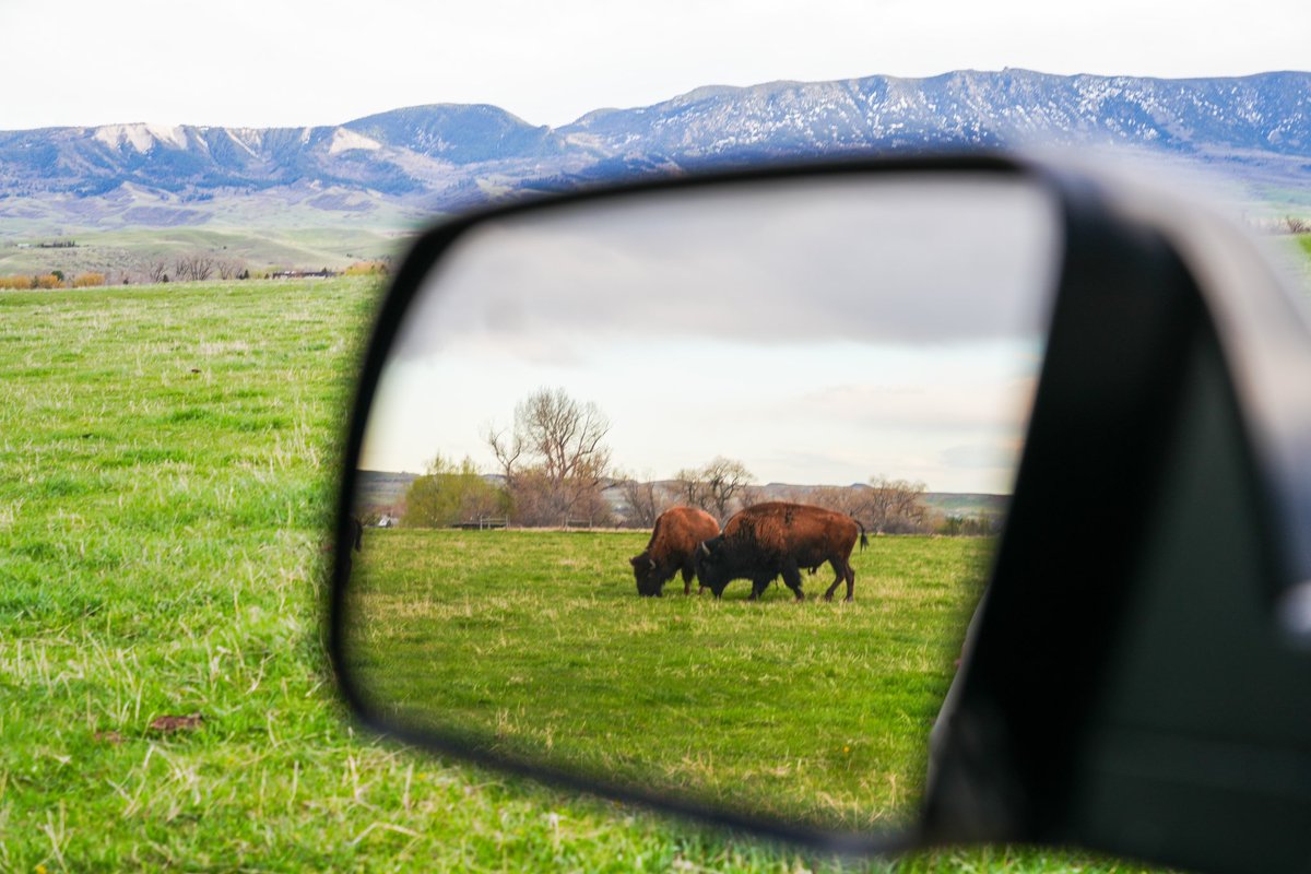 bighornbison's tweet photo. The longer we keep looping back in the rearview mirror, it takes away from everything that’s moving forward. #ranchlife #bighornbison https://t.co/TW9sv6FdJN