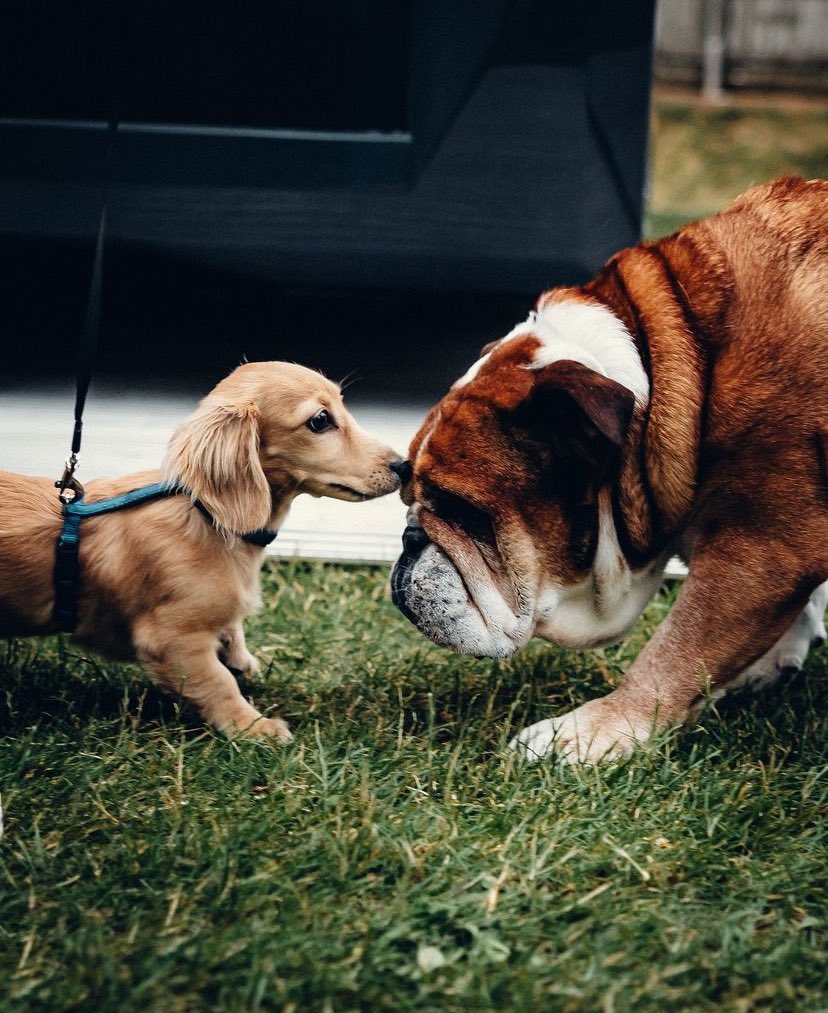 leclercsletters's tweet image. LEO AND ROSCOE MEETING UP OMFGGGGG