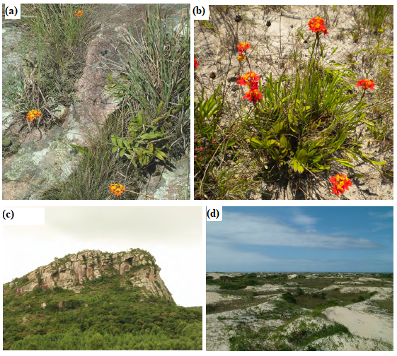 Botanical_'s tweet photo. Salt tolerance in a neotropical #orchid in the absence of local adaptation to salt spray

New #AJB research by Thales de Lima, Simone Silva, Rafael Ribeiro, Julia Sánchez-Vilas &amp; Fabio Pinheiro

https://t.co/d1aEzDtbI7 #botany #ecophysiology #Orchidaceae @wileyplantsci https://t.co/4WoAuYzBHD