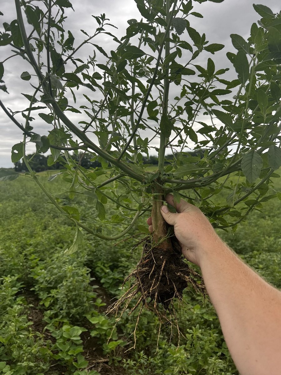 Layne Hoff tweet media