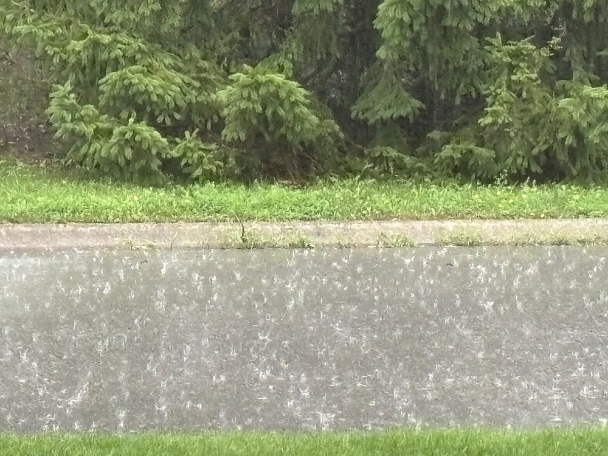 citymississauga's tweet photo. Due to the significant rain, City crews are fielding several flooding issues on sidewalks, roads, parks and trails. 

We are also getting reports from some residents who are experiencing flooding in their home. Please do not dial 911 unless you're in immediate danger or require assistance with rescue or evacuation.

➡️If your home or basement has flooded, remember to be careful.
- Don't attempt to shut off electricity if any water is present.
- If water rose above your electrical outlets, baseboard or furnace, immediately call Alectra at 1-833-253-2872 to report it.
- If you live in a condo or apartment, please contact your property management if you are currently displaced from your home.
- For updates on when you can return to your property, please contact property management.

➡️Please be careful and exercise caution. Remember:
- Avoid stormwater ponds, culverts, streams & rivers.
- Be sure that roof water drains. Make sure eavestroughs & downspouts are clear.
- Keep catchbasins debris-free. Report blocked catchbasins to 311.
- Use caution when travelling in areas where flooding has or could occur.
- If you are driving, travel to conditions, leave extra space for stopping, watch for taillights ahead and be prepared to stop.
- If walking or cycling, use designated crosswalks or crossrides where possible.
- Never travel through flooding or areas where there is ponding.
- Report any fallen trees and flooding to 311.
- Report power outages to @alectranews.

@saugaparksrec @MississaugaFES @regionofpeel

#onstorm