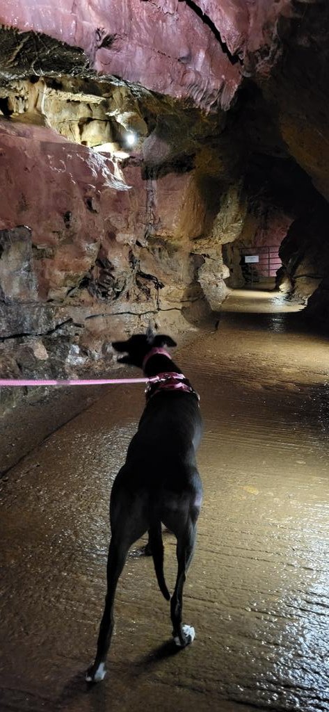 whirly_pearly's tweet photo. I've been in a CAVE! I was very brave after #goatgate this morning. We've been to @CheddarGorge_ today. Dog treats and ice cream were plentiful. https://t.co/wiw48p5zPS