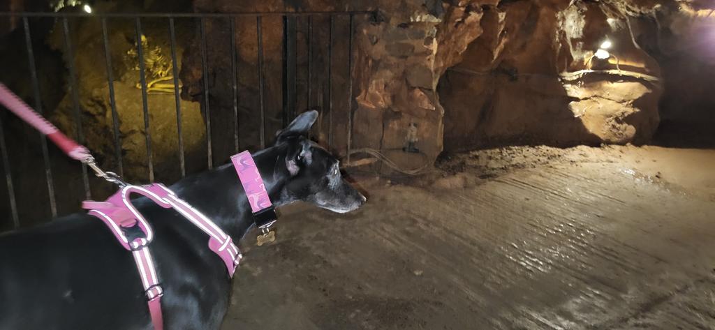 whirly_pearly's tweet photo. I've been in a CAVE! I was very brave after #goatgate this morning. We've been to @CheddarGorge_ today. Dog treats and ice cream were plentiful. https://t.co/wiw48p5zPS