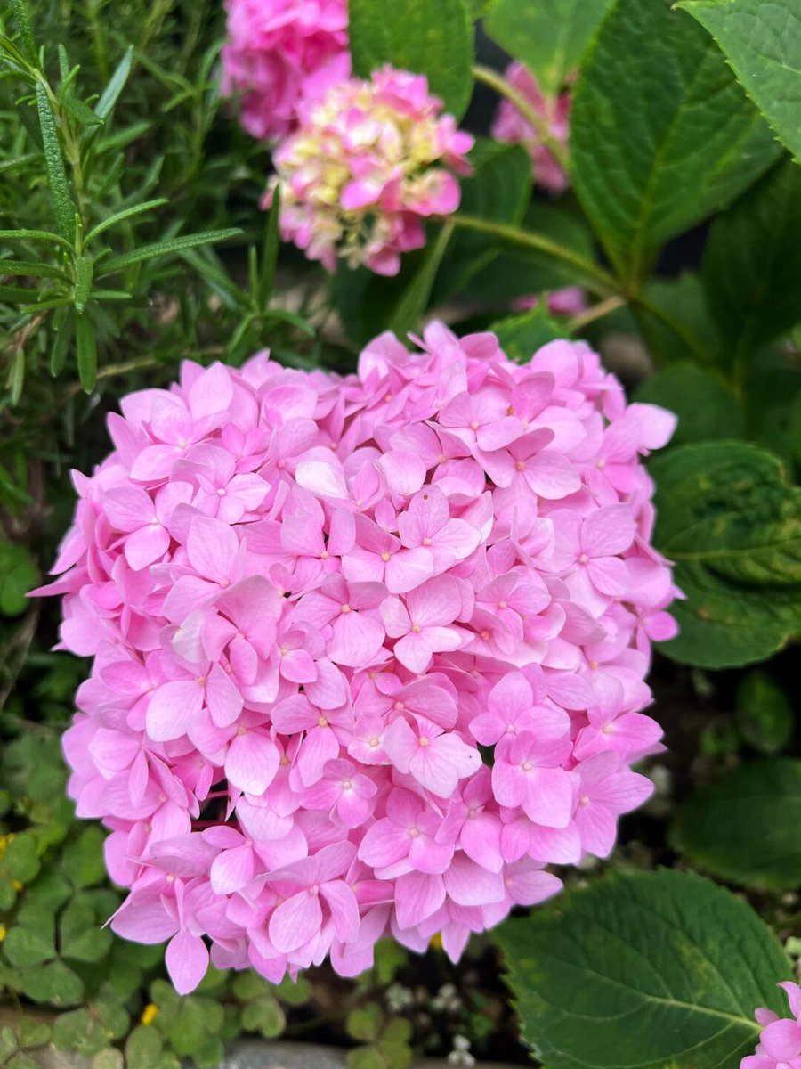 ConnectAssists's tweet photo. 一群一群、時の流れを驚かせ、歳月を優しく包み込んだ！ https://t.co/iluAfu2nzV