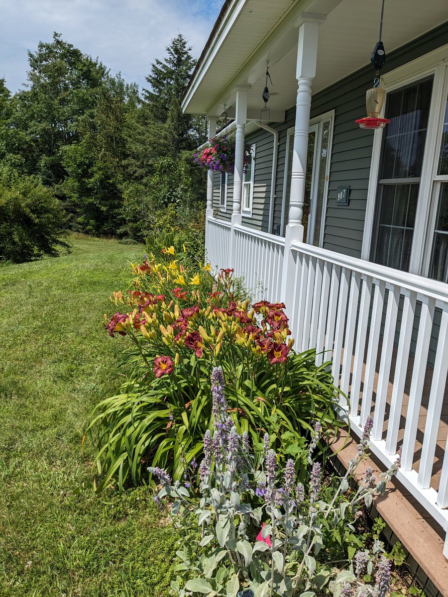 ChickenJen's tweet photo. Day lilies starting to show off. https://t.co/mBUypoLlv1