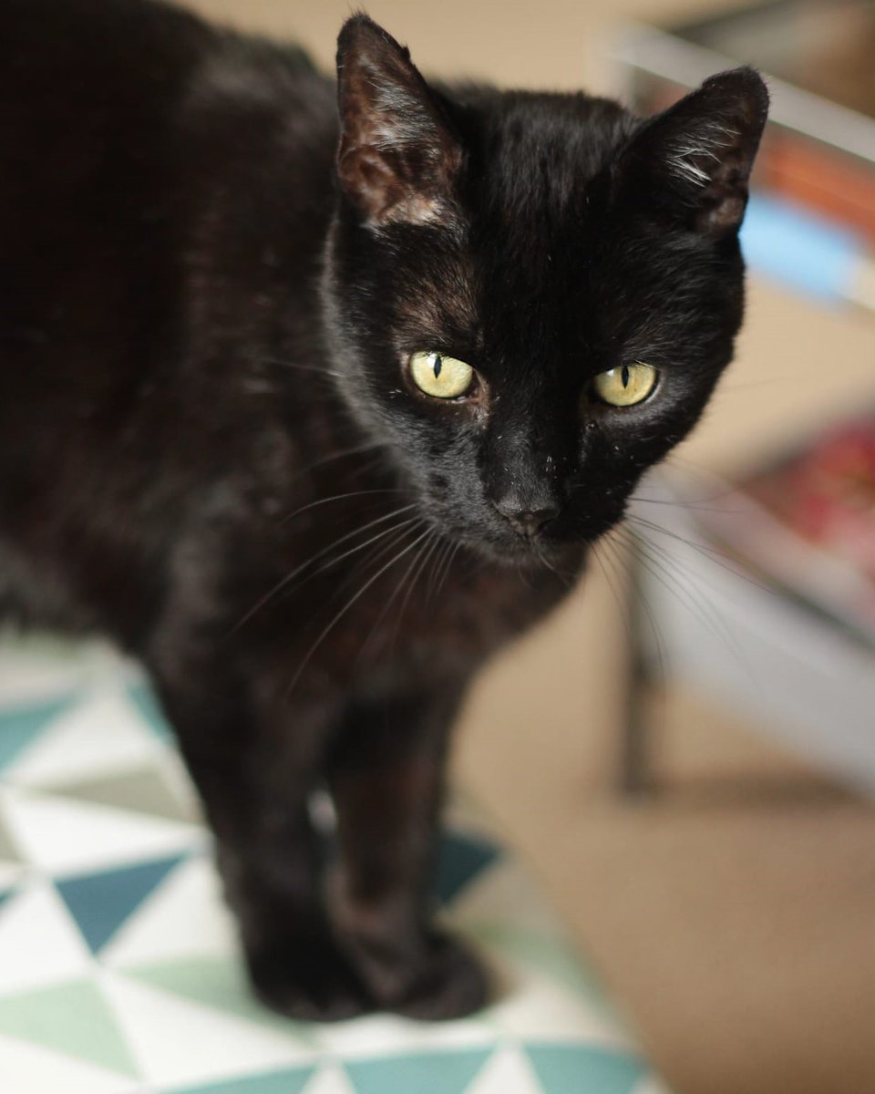 cats_blackheath's tweet image. Sooty McWhiskers is our most overlooked cat ever 😿 He’s only had one adoption enquiry in eight weeks, and his potential adopters changed their minds because they thought he was too old (almost 14). Please share Sooty’s adoption profile far and wide ➡️ cats.org.uk/blackheath#ado…