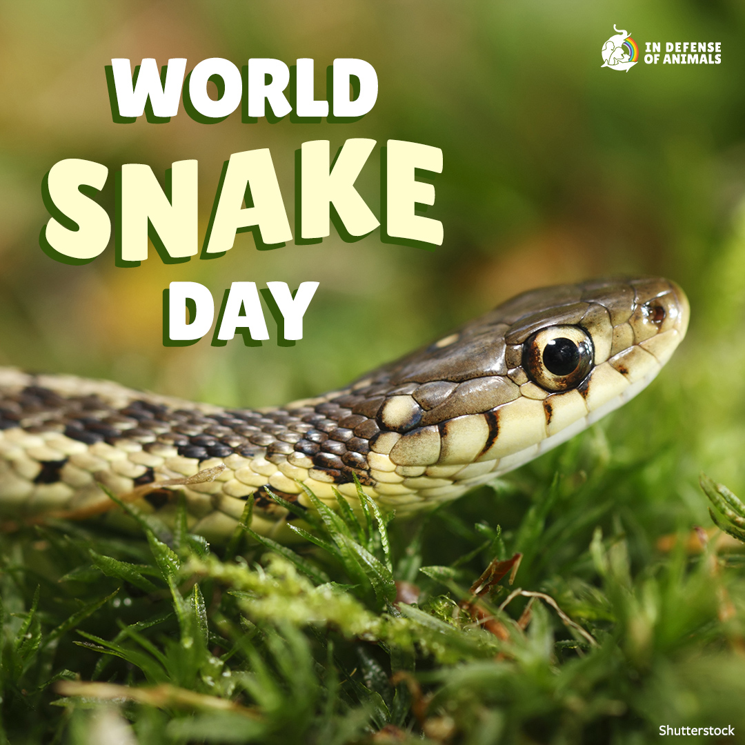 IDAUSA's tweet photo. This #WorldSnakeDay people around the planet will be celebrating these often underappreciated and maligned animals who are an important part of their ecosystems. https://t.co/z0Q1mmzlGA