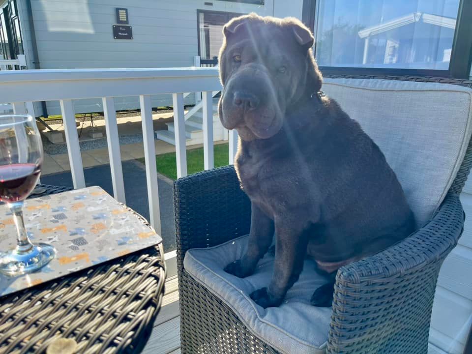 POV: You're a Park Leisure pooch enjoying a dog-friendly holiday 😍

📸 Photo Credit: Dee Gee &amp; Boris the dog at Pentire.